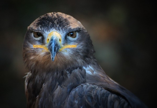 portrait-bird-nature-wild-predator-closeup-beak